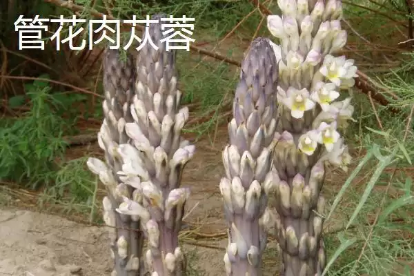 图片[3]-肉苁蓉的品种？认识肉苁蓉品种要了解哪些关键品种信息？-会东网