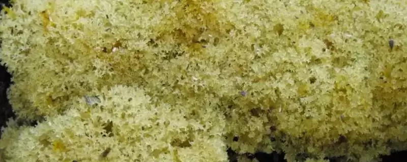 竹燕窝市场前景的分析和要点？分析竹燕窝市场需关注哪些要素？-会东网