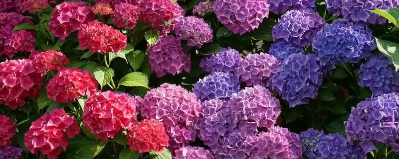解决绣球花烂根问题的方法和重点?解决绣球花烂根问题要做好哪些细节?-会东网