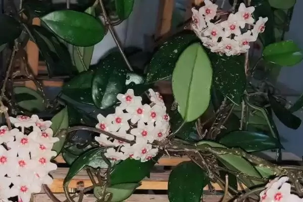 图片[10]-苏奈球兰的味道好不好闻？了解苏奈球兰味道要考虑哪些花香特性和个人喜好因素？-会东网
