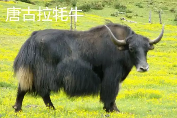 图片[5]-青海省格尔木市特产大观：枸杞、酿皮、唐古拉牦牛等特色-会东网