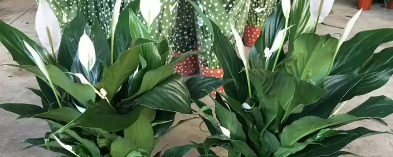 养殖一帆风顺花的方法和重点？养殖一帆风顺花要做好哪些细节？-会东网