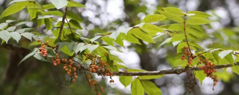 漆树产地分布揭秘：主要生长在低海拔位置的原因-会东网