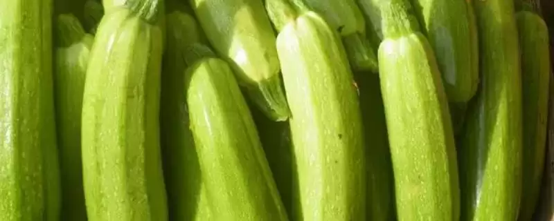 如何避免西葫芦落花落果？种植西葫芦要预防哪些落花落果问题？-会东网