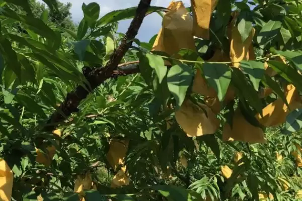 图片[4]-水蜜桃的种植环境？种植水蜜桃要了解哪些适宜的生长环境和条件？-会东网