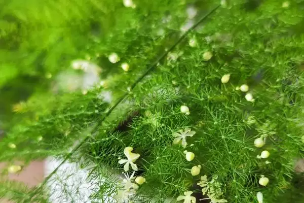 图片[3]-文竹要施肥吗？探讨文竹施肥必要性要分析哪些文竹生长和营养需求要点？-会东网