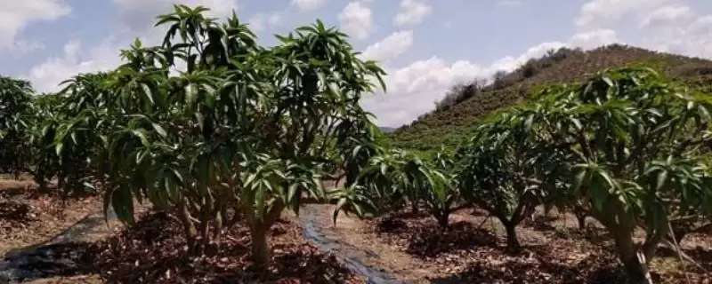 芒果树如何做到合理施肥 ,芒果树花芽分化前施什么肥-会东网