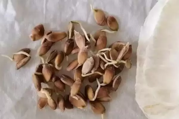 图片[4]-种植柚子树的方法和重点？种植柚子树要做好哪些细节？-会东网
