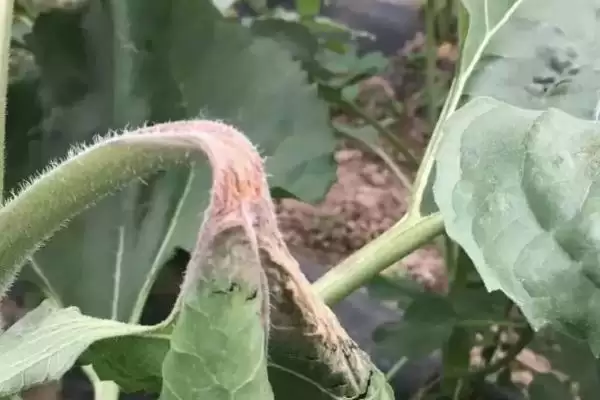 图片[2]-防治油葵菌核病的方法和重点？防治油葵菌核病要做好哪些细节？-会东网