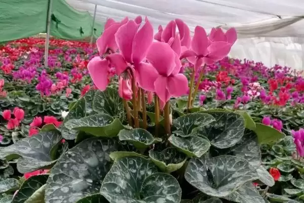 图片[3]-仙客来不开花的处理方法和要点？处理仙客来不开花问题需注意什么？-会东网
