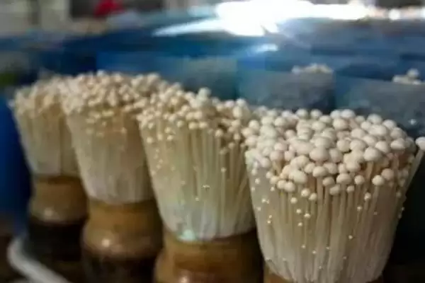 图片[4]-金针菇和海鲜菇的区别 ,金针菇与海鲜菇有何不同呢-会东网