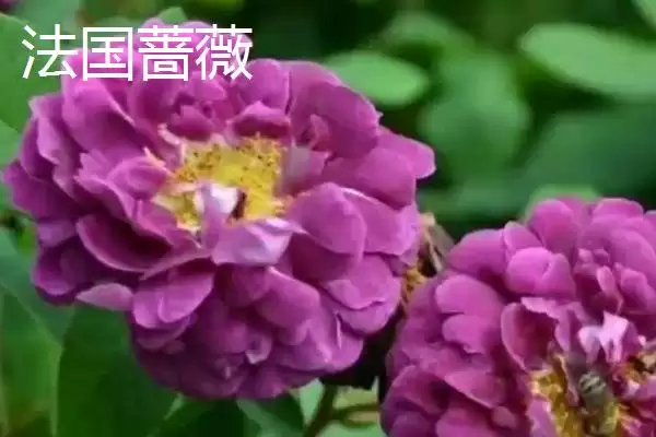 图片[4]-蔷薇花种类大集合：多数为世界著名观赏植物的品种介绍-会东网