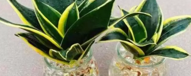 水培虎皮兰的养殖注意事项?水培虎皮兰要遵循哪些重要的养殖注意要点?-会东网