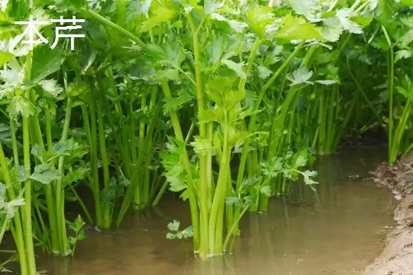 图片[2]-芹菜品种大揭秘：不同品种亩产量差异及特点-会东网