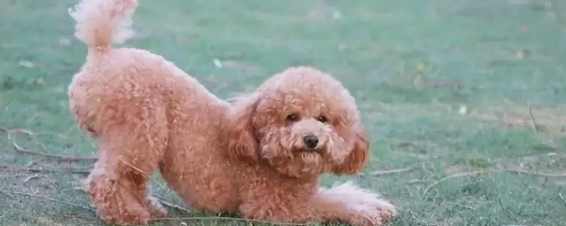 最好养的10种小型犬的种类和要点？选择小型犬需关注哪些品种？-会东网