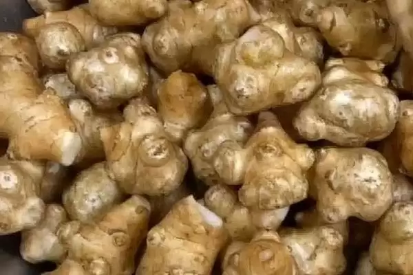 图片[4]-探寻洋姜产量高但无人种植原因的方法和重点？探寻洋姜产量高但无人种植原因要做好哪些细节？-会东网