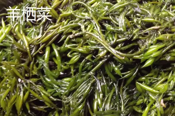 图片[5]-马尾藻的产地在哪里 ,马尾藻盛产于哪些沿海地区-会东网