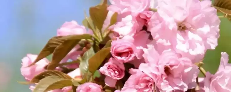 晚樱的品种？认识晚樱品种要了解哪些关键的品种分类和花卉形态要点？-会东网
