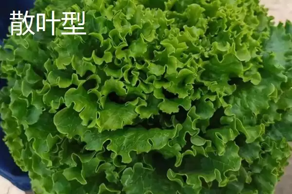 图片[2]-生菜的品种？认识生菜品种要了解哪些关键的品种分类信息？-会东网