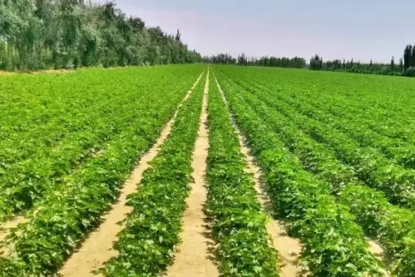 图片[3]-七月蔬菜种植清单：甘蓝、番茄、辣椒的应季栽培法-会东网