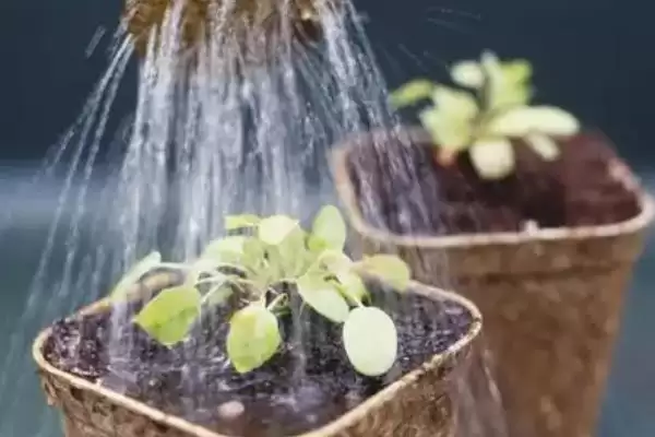 图片[5]-了解植物表面保护防冻专用剂特点的方法和重点？了解植物表面保护防冻专用剂特点要做好哪些细节？-会东网