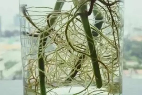 图片[2]-生根水能浇花吗？判断生根水能否浇花要考虑哪些因素和要点？-会东网