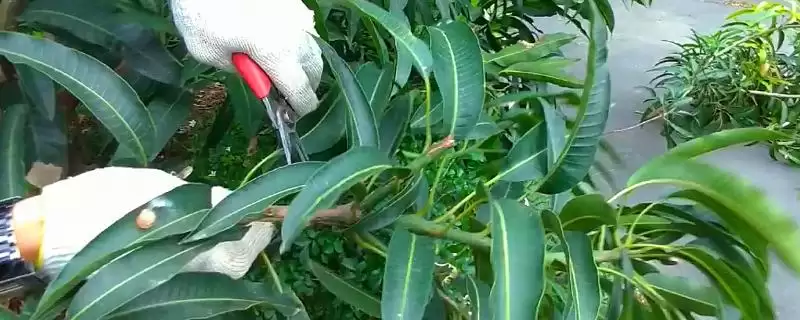 芒果如何进行修剪 ,芒果修剪分为哪些时期-会东网