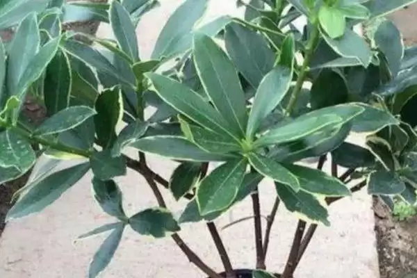 图片[5]-瑞香夏季的养殖方法？夏季养殖瑞香要掌握哪些关键的养殖要点？-会东网