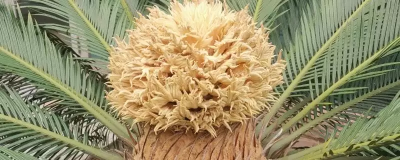 铁树开花是吉兆还是凶兆？探讨铁树开花寓意要分析哪些文化和心理因素？-会东网