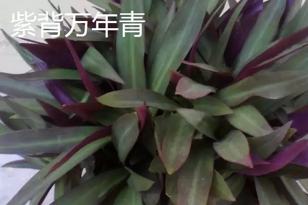 图片[6]-万年青的种类？认识万年青种类要了解哪些关键的品种分类和形态特性要点？-会东网