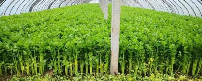 了解种芹菜适用土壤的方法和重点？了解种芹菜适用土壤要做好哪些细节？-会东网