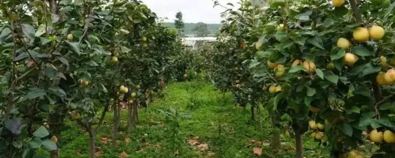 如何防治果树再植病？种植果树防治再植病要实施哪些应对策略？-会东网