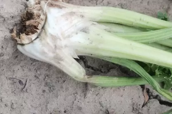 图片[2]-芹菜软腐病剖析：叶柄及颈部为何是主要危害对象-会东网