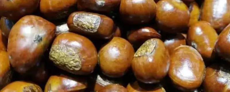 甜味板栗有哪些品种？认识甜味板栗品种要了解哪些关键的品种分类和特性？-会东网