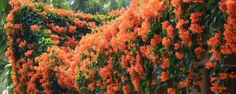 什么是凌霄花？认识凌霄花要了解哪些关键的花卉形态和生长特性？-会东网