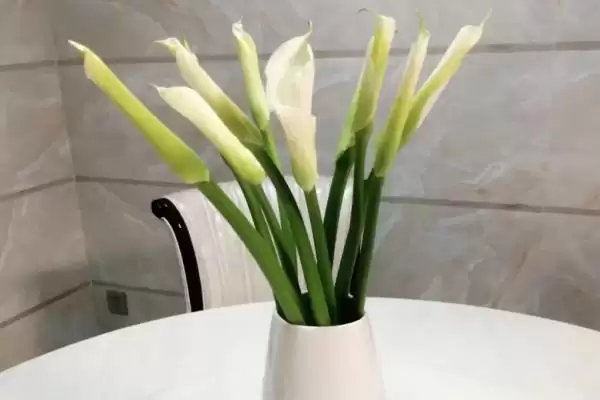 图片[4]-紫色马蹄莲花语的含义和要点？理解紫色马蹄莲花语需关注什么？-会东网