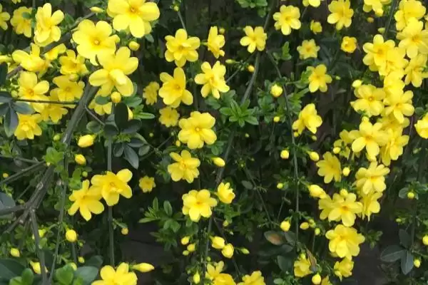图片[4]-了解迎春花味道的方法和重点？了解迎春花味道要做好哪些细节？-会东网