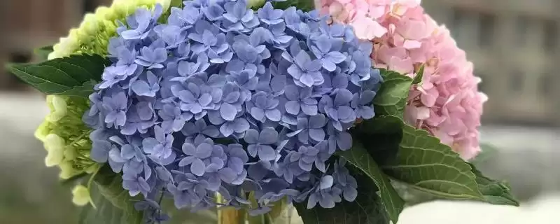 水养绣球的方法和重点？水养绣球要做好哪些细节？-会东网