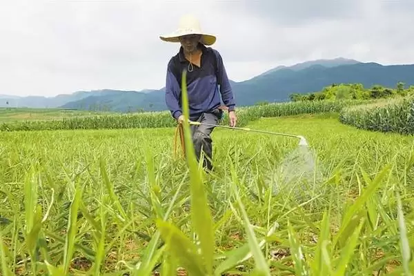 图片[5]-生姜的常见病害与防治方法？种植生姜防治常见病害要采取哪些措施？-会东网