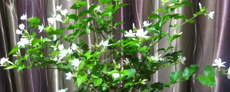 盆栽茉莉花养护宝典：每隔2-3天浇水的科学频率-会东网