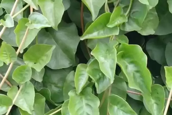 图片[2]-藤三七的种植方法？种植藤三七要遵循哪些科学的种植步骤和管理要点？-会东网