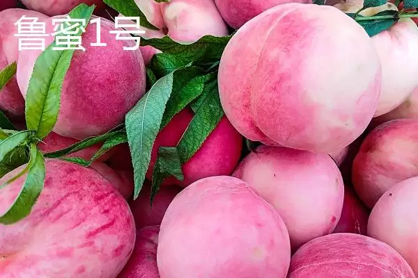 图片[6]-秦王桃价格背后：每斤4-5元的市场定位因素-会东网