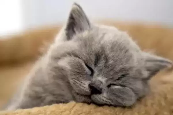 图片[5]-什么是猫艾滋？了解猫艾滋要知晓哪些关键的疾病特性和传播方式？-会东网