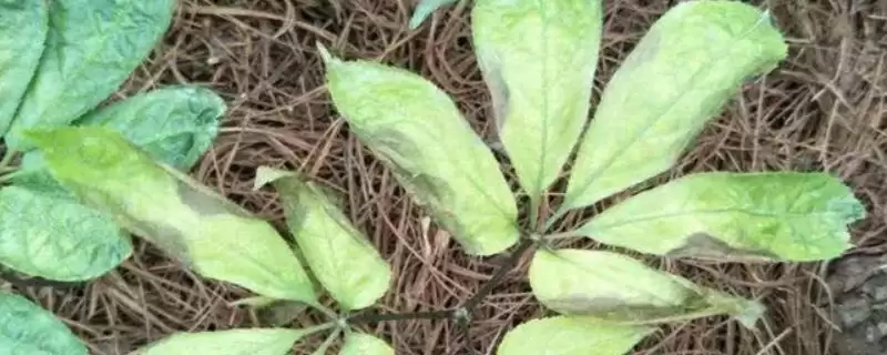 如何防治三七炭疽病？种植三七防治炭疽病要运用哪些有效措施？-会东网