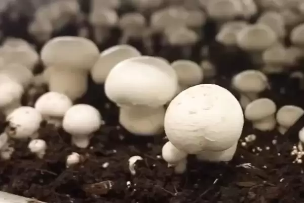 图片[4]-蘑菇这种菌类植物有种子吗 ,蘑菇科菌类植物是没有种子这一说法的-会东网