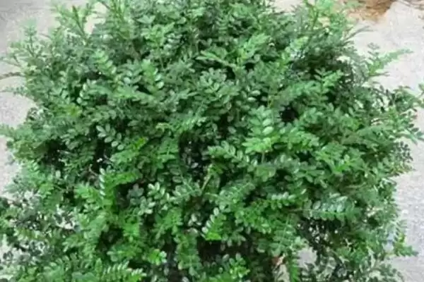 图片[4]-修剪清香木的方法和重点？修剪清香木要做好哪些细节？-会东网