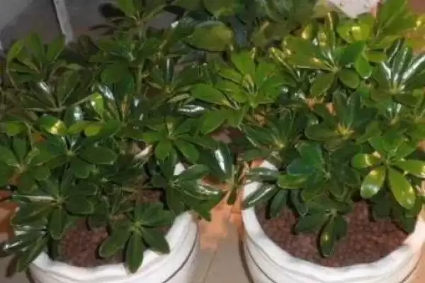 图片[2]-判断烟头水浇花能否杀虫的方法和重点？判断烟头水浇花能否杀虫要做好哪些细节？-会东网