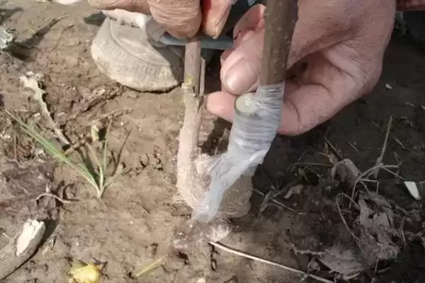 图片[6]-腊梅树夏季的形态特征 ,腊梅树夏季树干和枝叶啥样？-会东网
