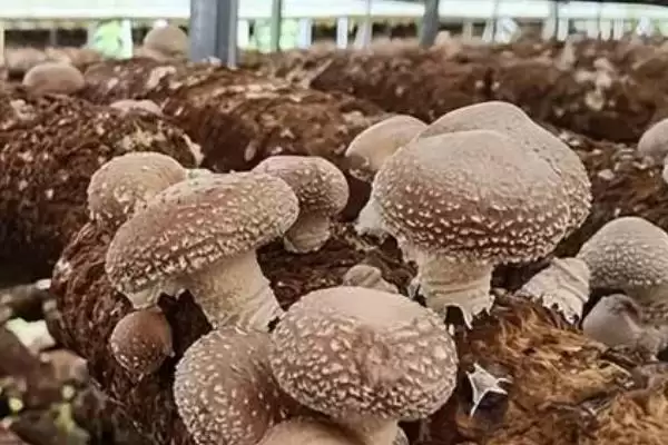 图片[3]-香菇品种的种类和要点？了解香菇品种需关注哪些关键内容？-会东网