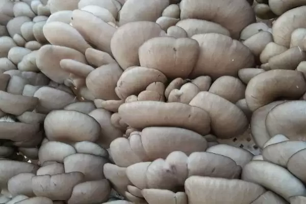 图片[4]-平菇两段出菇培育法：接种时铺菌种的操作要点-会东网